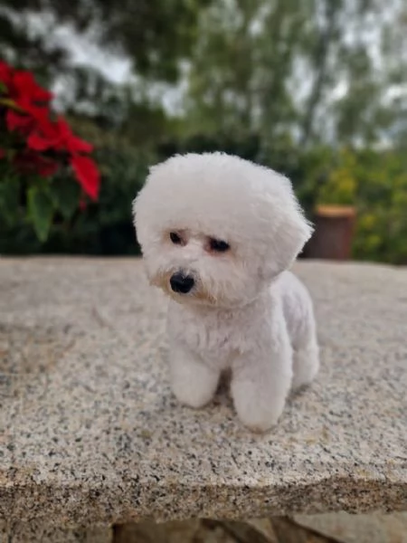 Bichon Frise | Foto 3