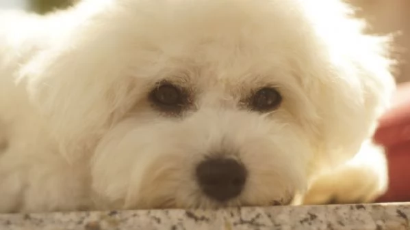 Il Regalo di Natale Piugrave Magico Che Aspettavi un Batuffolo dAmore | Foto 5