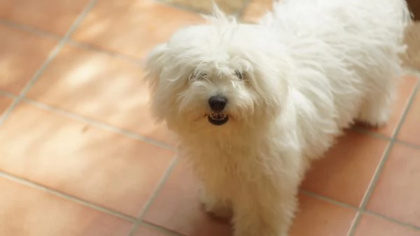 Cuccioli di Bichon Frise | Foto 5