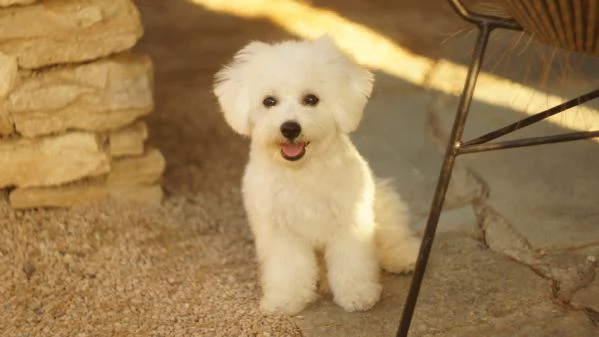 Cuccioli di Bichon Frise | Foto 4