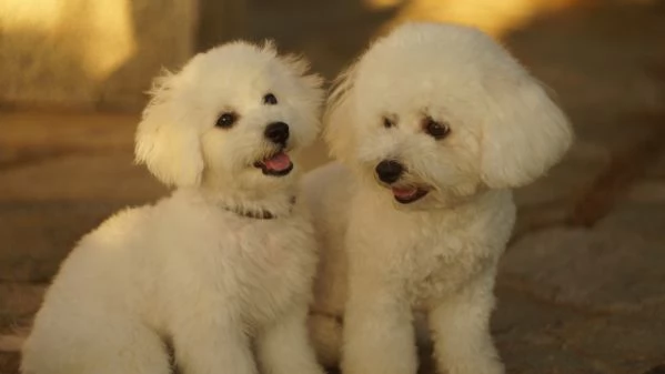 Cuccioli di Bichon Frise | Foto 3