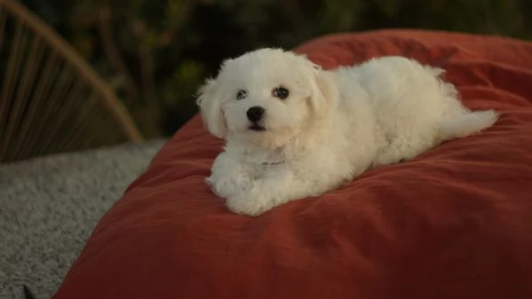 Cuccioli di Bichon Frise | Foto 2