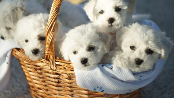 Il Regalo di Natale Piugrave Magico Che Aspettavi un Batuffolo dAmore | Foto 1