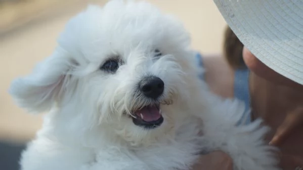 Cuccioli di Bichon Frise | Foto 1