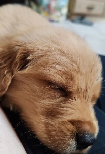 Cuccioli golden retriever | Foto 1