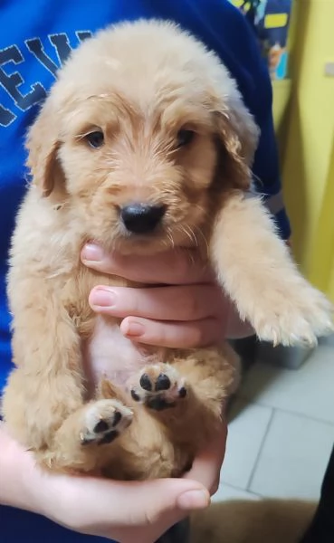 Cuccioli golden retriever | Foto 0