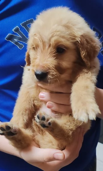 Cuccioli golden retriever