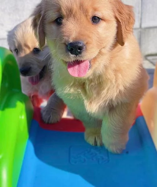 CUCCIOLI DI GOLDEN RETRIEVER 100 LINEA AMERICANA