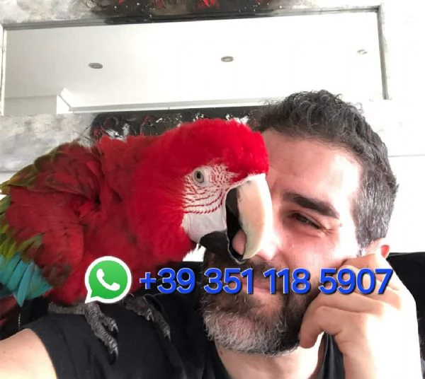 Vendiamo Pappagalli clorotteri e ararauna e le loro uova | Foto 1