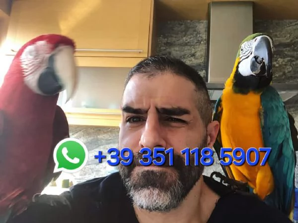 Vendiamo Pappagalli clorotteri e ararauna e le loro uova