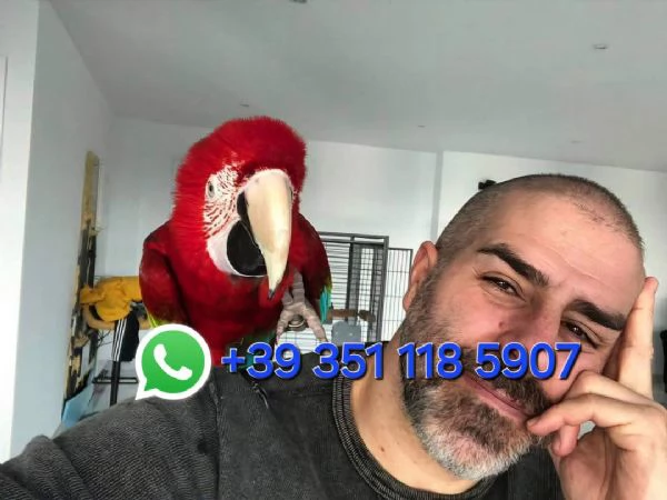 Vendiamo Pappagalli clorotteri e ararauna e le loro uova | Foto 0