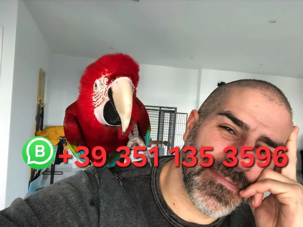 Pappagalli Addomesticati 