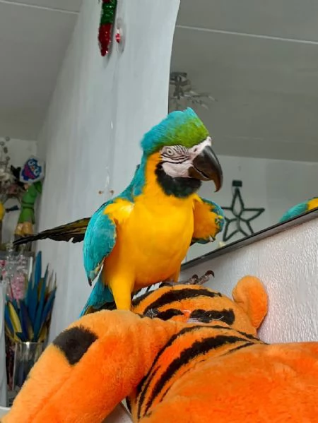 Pappagalli Addomesticati  | Foto 0
