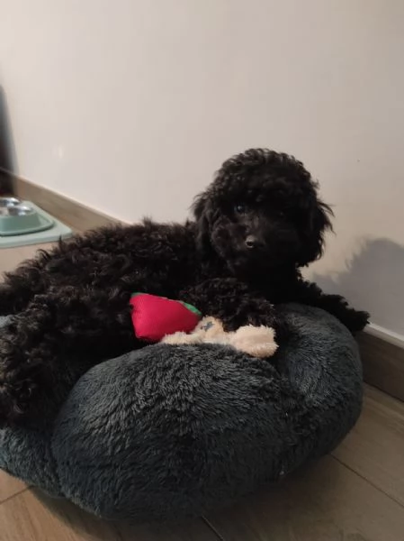 Barboncino Toy femmina nera 