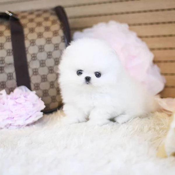 Bellissimi cuccioli di Pomerania