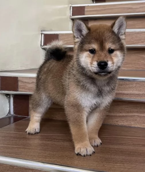 Cuccioli di Shiba Inu | Foto 0