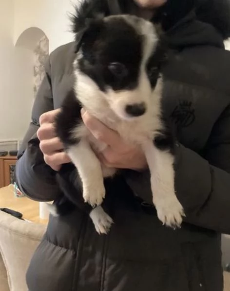 4Bello Buono Border mix Bianconero | Foto 4