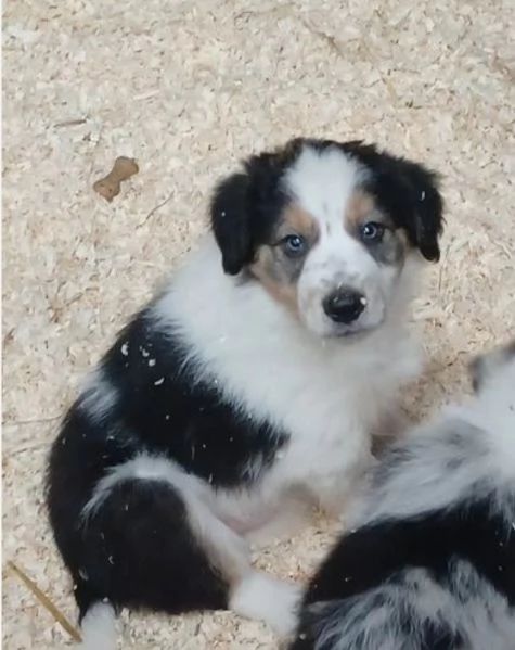 Cuccioli di Border Collie pronti per ladozione | Foto 7