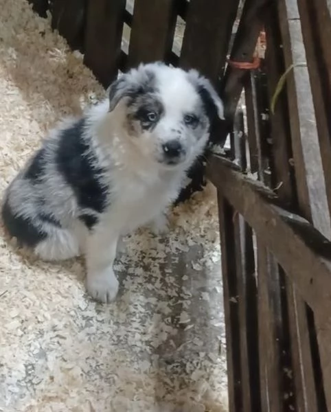 disponibili cuccioli di border collie femmine e maschi  | Foto 1