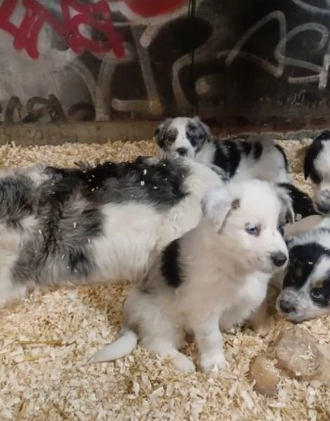 disponibili cuccioli di border collie femmine e maschi  | Foto 5