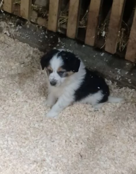 disponibili cuccioli di border collie femmine e maschi  | Foto 3