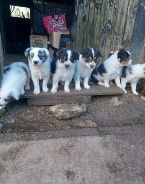 disponibili cuccioli di border collie femmine e maschi 