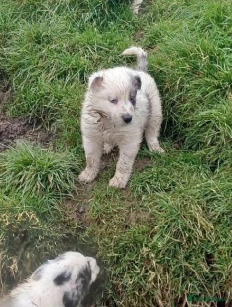 disponibili cuccioli di border collie femmine e maschi  | Foto 2