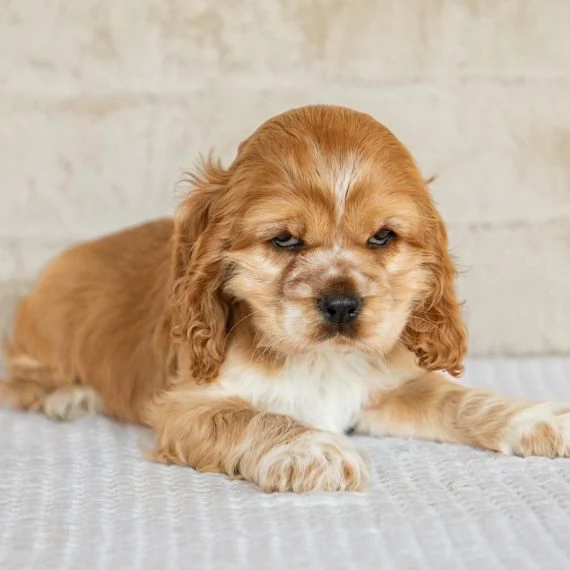 REGALO Cuccioli Coker Spaniel i cuccioli vengono consegnati con svezzamento  primo vaccino librett