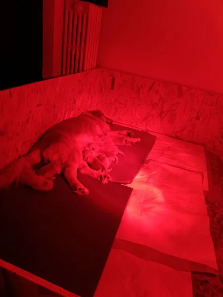 Cuccioli golden retriever con pedigree  | Foto 3