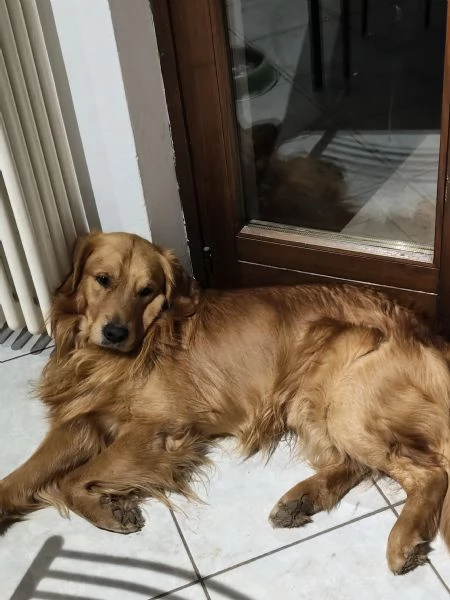 Cuccioli golden retriever con pedigree  | Foto 2