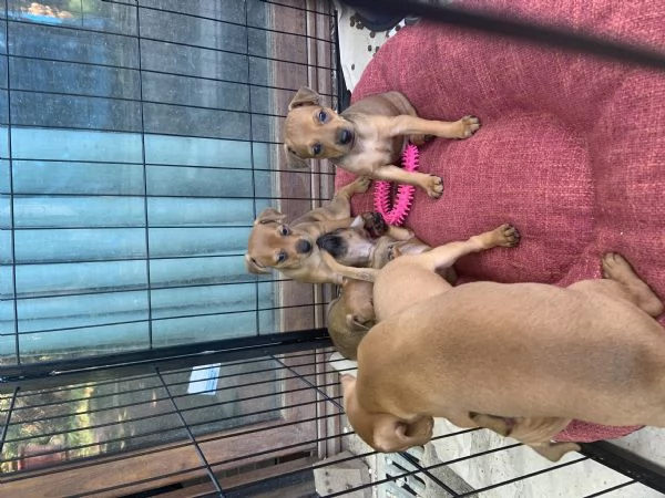 Cuccioli Pinscher Toy | Foto 2
