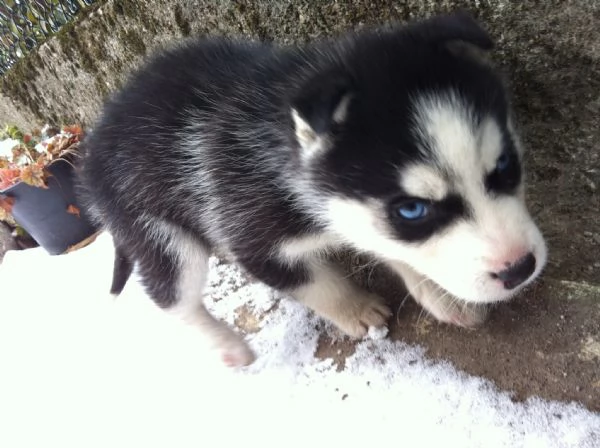 Cuccioli Husky Siberiano  Maschio e Femmina