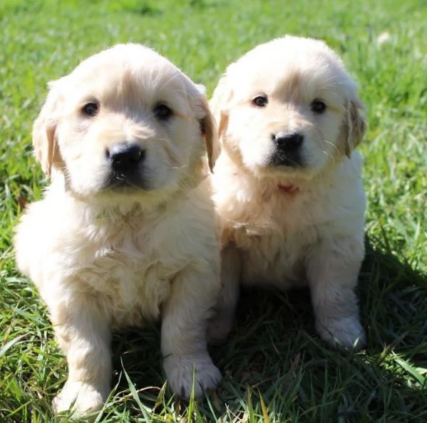 Due cuccioli maschietti di Golden retriever