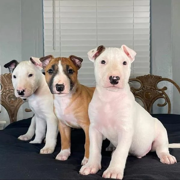 Regalo bellissimi cuccioli di mini bull terrier di 3 mesi