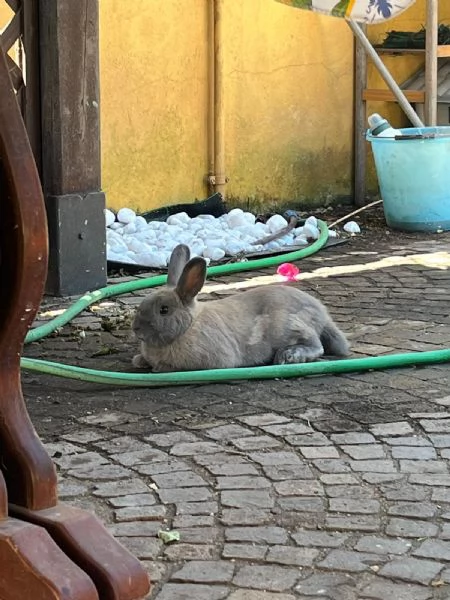 Coniglio di 7 mesi cerca casa 