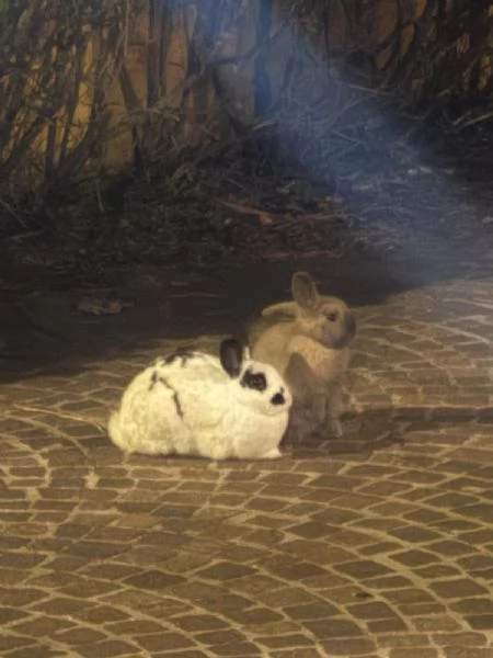 Coniglio di 7 mesi cerca casa  | Foto 0