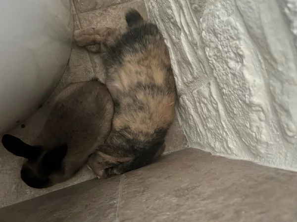 Coniglio ariete di un anno maschio sterilizzato cerca casa | Foto 0