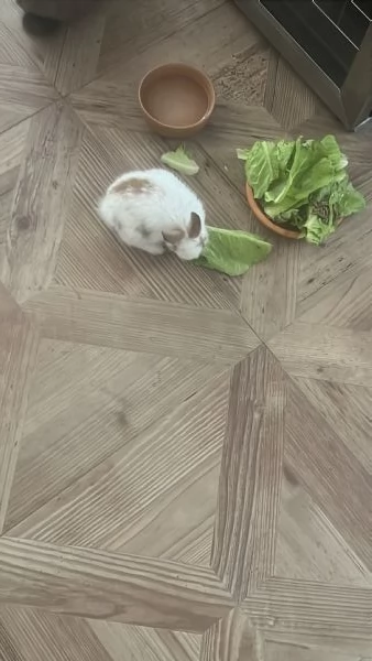 Coniglio nano tre mesi sverminato cerca casa | Foto 2