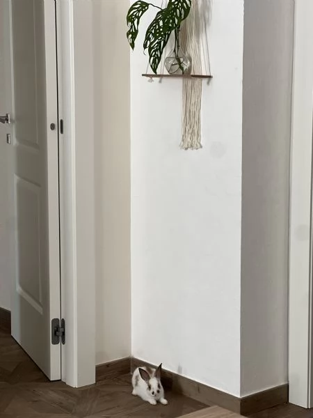 Coniglio nano tre mesi sverminato cerca casa | Foto 1