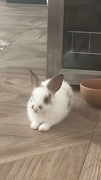 Coniglio nano tre mesi sverminato cerca casa