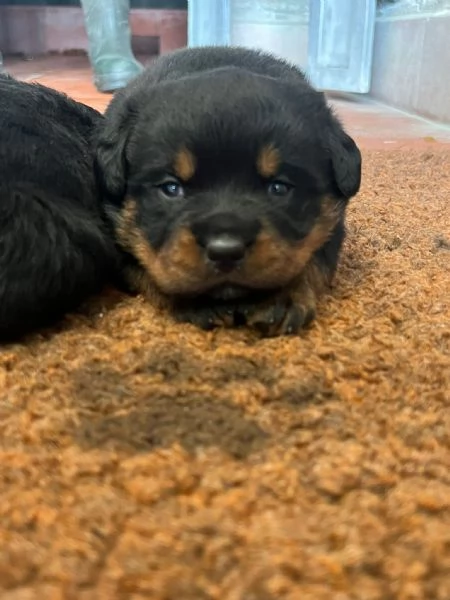 Cuccioli Rottweiler 