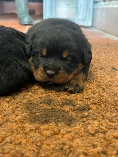 Cuccioli Rottweiler  | Foto 2