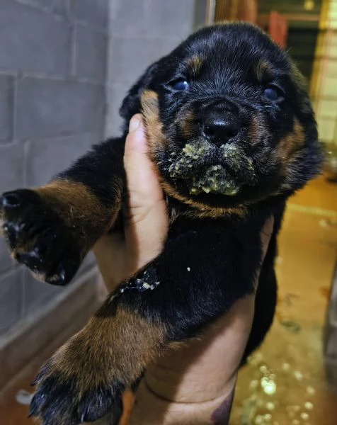 Cuccioli Rottweiler 