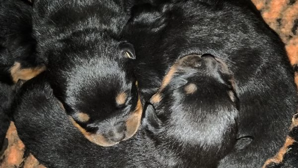 Cuccioli Rottweiler  | Foto 0