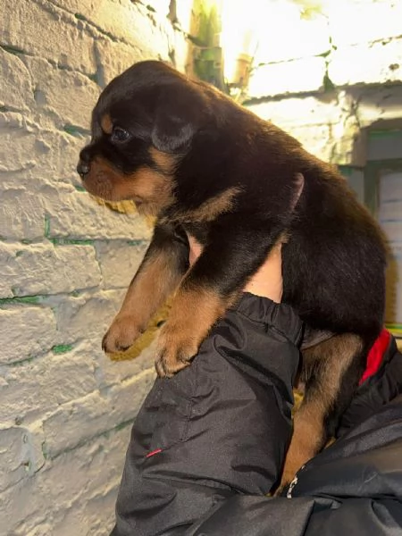 Rottweiler | Foto 4