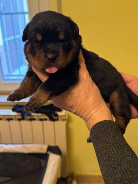 Rottweiler | Foto 3