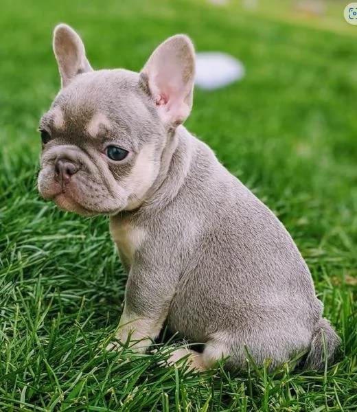 Regalo in adozione i nostri cuccioli di bulldog francese