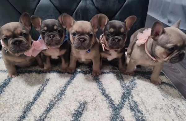 Regalo in adozione i nostri cuccioli di bulldog francese | Foto 0
