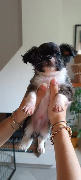 Cuccioli di chihuahua  | Foto 2
