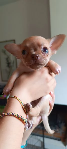 Cuccioli di chihuahua  | Foto 1